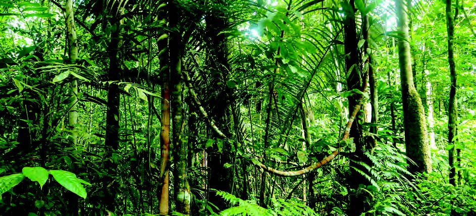 Caribe y Putumayo: las dos apuestas empresariales para la gestión territorial de la biodiversidad